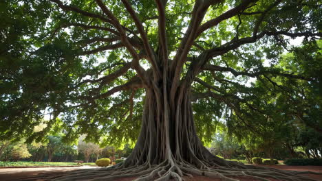 majestic ancient tree with sprawling roots in a park