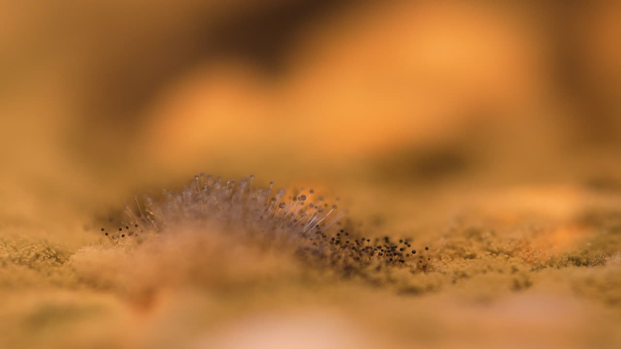 Macro close-up of black mold colony with spores on spoiled fruit surface, shallow depth of field