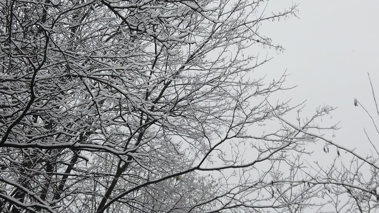 снежная буря в лесу, в высоком разрешении детали, такие как ветки и листья покрываются снегом