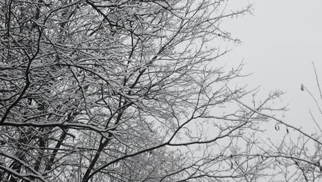 snowstorm in the forest, in high resolution details like branches and leaves getting covered in snow