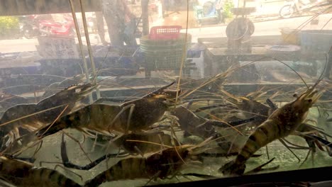 shrimp swimming in a tank with city backdrop