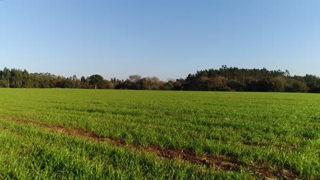 A-beautiful-green-field-in-the-countryside