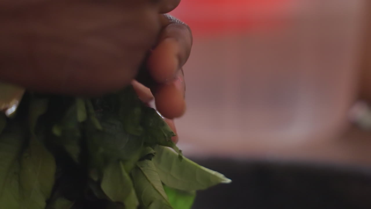 Primo piano di mani nere che stringono erbe fresche. Venditore del mercato che prepara prezzemolo bagnato sopra il lavello con luce naturale soffusa, goccioline che cadono dai mazzetti di foglie, movimento tattile, scena intima di cucina.