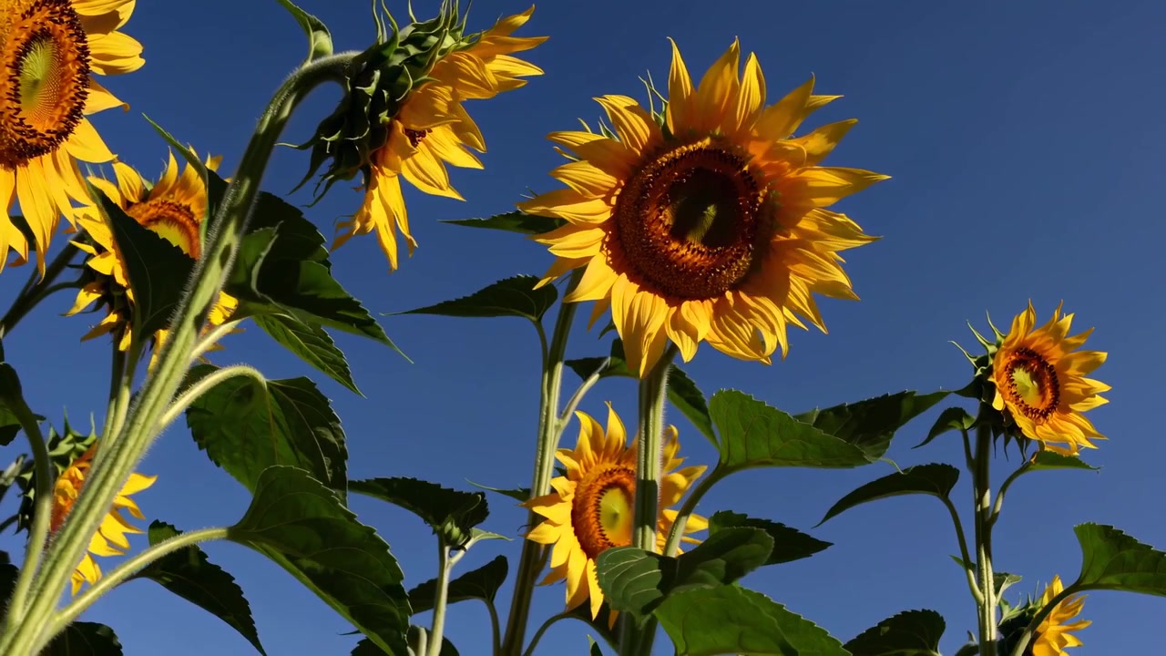 Bright Yellow Sunflowers Against a Clear Blue Sky