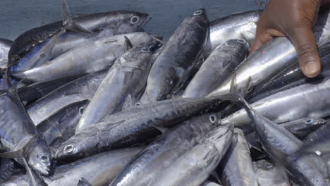 Frisch-Gefangener-Thunfisch-Wird-Von-Einem-Fischerboot-In-Fischkörbe-Entladen