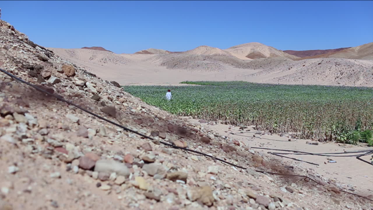 plano general de campos de amapolas de opio en un desierto árabe