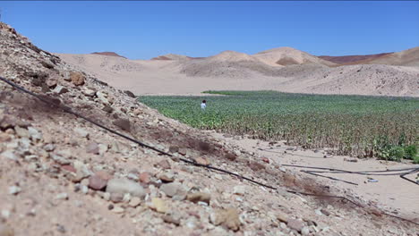 plano general de campos de amapolas de opio en un desierto árabe