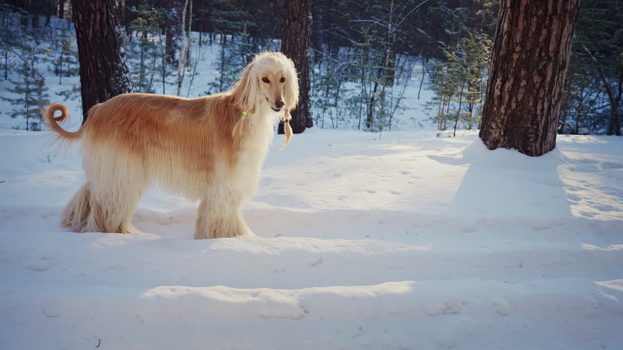 Azawakh Dog in Snowy Forest