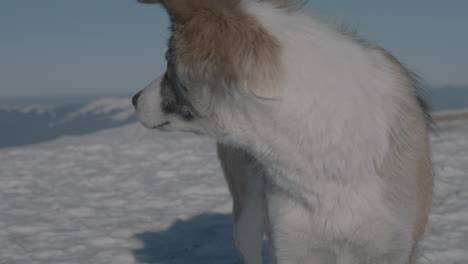 Un-Perro-En-Una-Montaña-De-Invierno