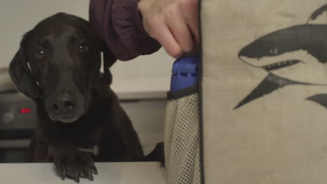 mother packing a lunch for her child while dog tries to eat it