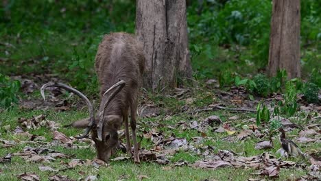 a stag grazing and facing towards the camera with its antlers decorating its head, windy afternoon in the forest