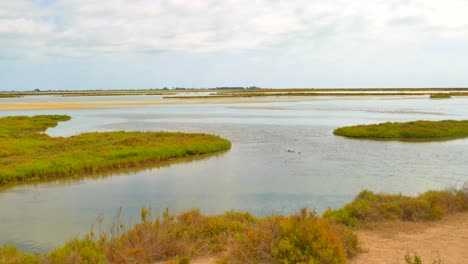 humedales pintorescos en el parque natural protegido del delta del ebro en cataluña, españa