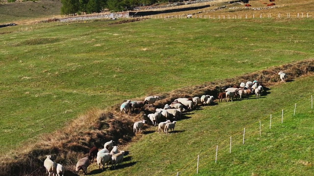 Pecore in una valle verde, Saastal Saas Fee, Svizzera. Ripresa aerea con drone, soleggiata, mozzafiato e bellissima in autunno, con le vette delle Alpi svizzere, la valle glaciale, Zermatt e il Cervino