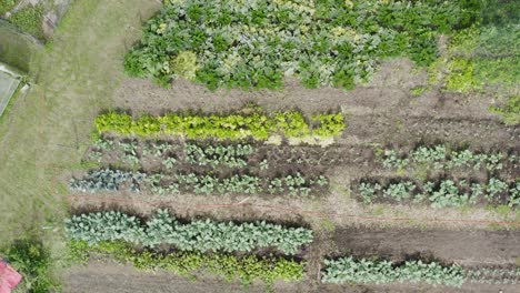 Hortalizas-Orgánicas-Saludables-De-Cosecha-Propia,-Producción-Sostenible-De-La-Granja-A-La-Mesa,-Drones