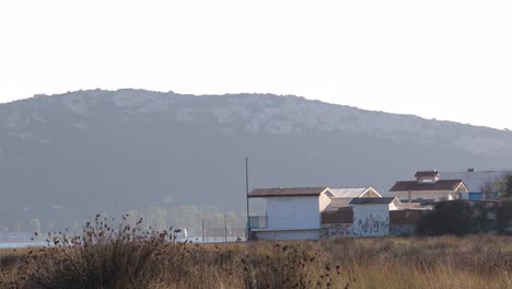 a flock of birds taking off, flying out of yellow beach field, with houses and mountain hill in background