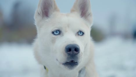 ハスキーシベリアの白い雪の中の犬の接写