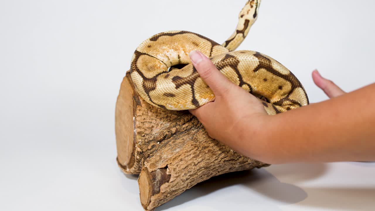 Person carefully handles coiled ball python on log under bright studio lighting, minimal camera movement