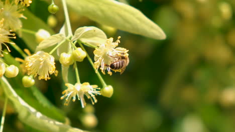 Honey-bee,-apis-mellifera-carnica,-pollinating-blooming-tree-blossoms,-close-up