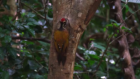 Pecking-inside-a-hole-in-a-tree,-a-male-Common-Flameback-Dinopium-javanense-is-looking-for-some-food-to-eat,-at-Kaeng-Krachan-National-Park-in-Thailand