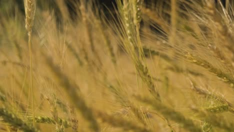 toma en cámara lenta de espiguillas doradas balanceándose en el viento en el paisaje de las plantaciones de cereales, de cerca