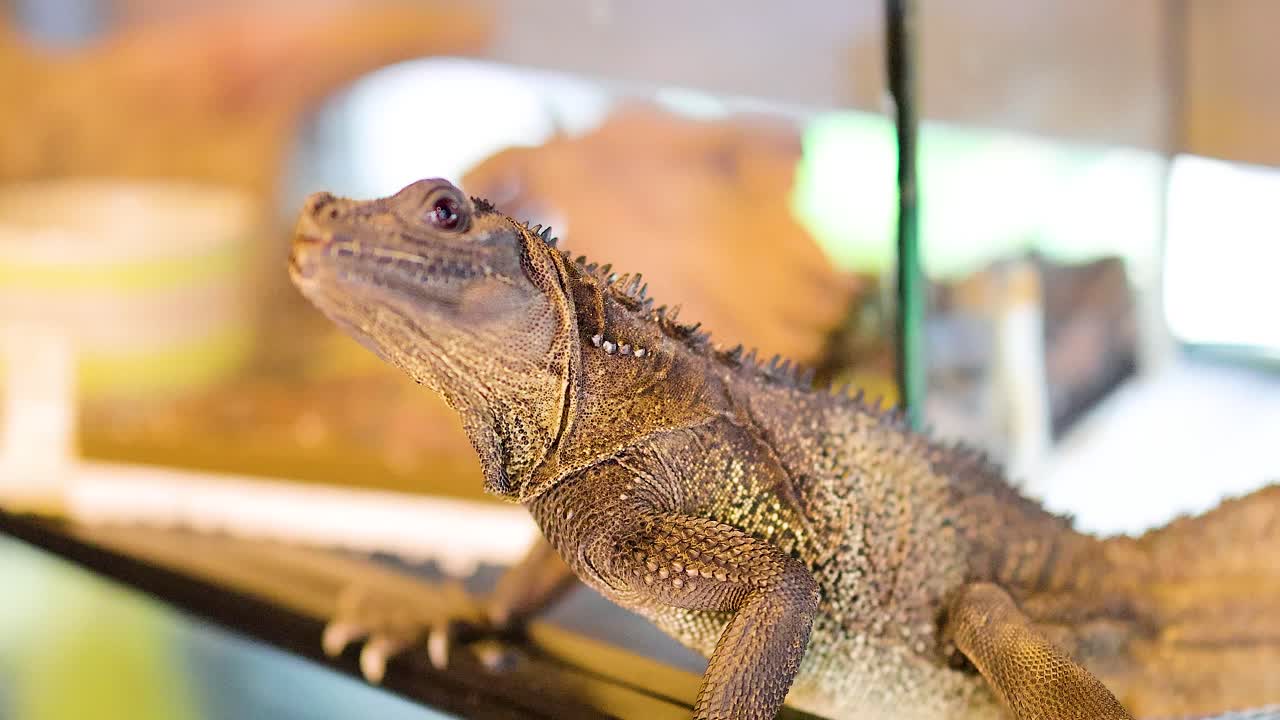 A Philippine sailfin lizard rests in a brightly lit terrarium, showcasing its unique scales and environment