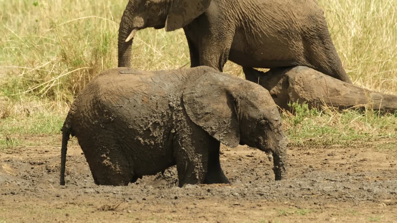 야생 사바나에서 열기에 시달리는 작은 코끼리는 구이를 파고