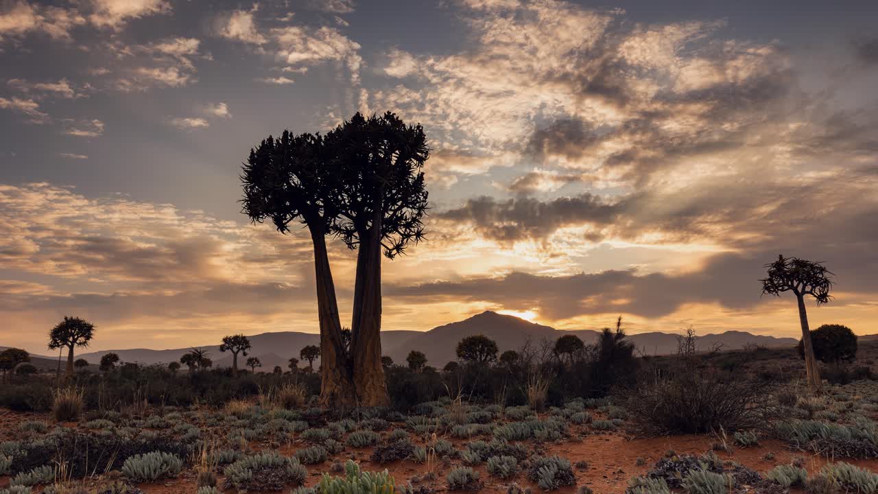 Desert sunrise timelapse: Unique Quiver tree, golden clouds in Africa