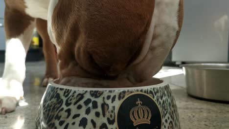 old staffordhire feasting on delicious meat from big bowl in a tiled kitchen