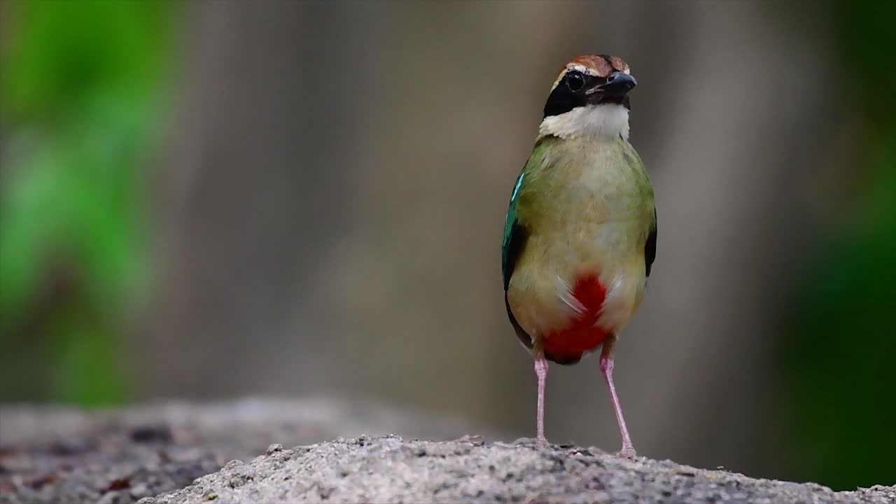 uno de los pittas más buscados y catalogado como una especie vulnerable