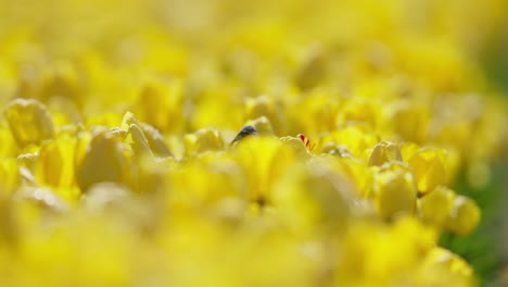 small bird among yellow tulips