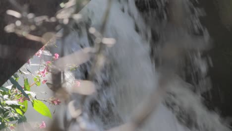 Waterfall-cascading-over-rocks-with-delicate-pink-flowers-in-the-foreground,-creating-a-serene-nature-scene