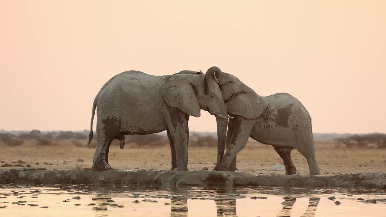 dos jóvenes toros elefantes juegan a pelear junto al pozo de agua al crepúsculo