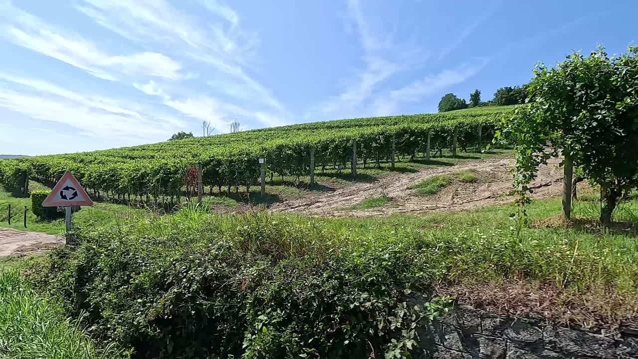 Weinbergslandschaft mit Straßenschildern und klarem Himmel