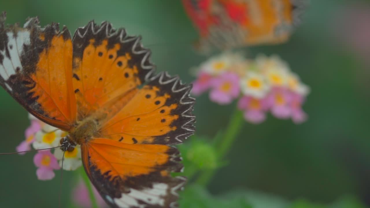 mariposa colorida cerca de una flor en cámara lenta