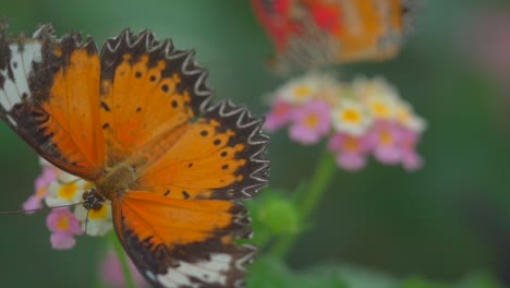 Colorful-butterfly-close-up-on-a-flower-in-slow-motion