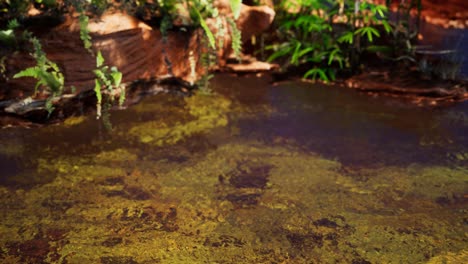 tropical golden pond with rocks and green plants