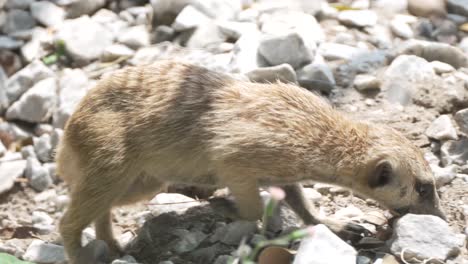 meerkat sniffing and walking on rocks