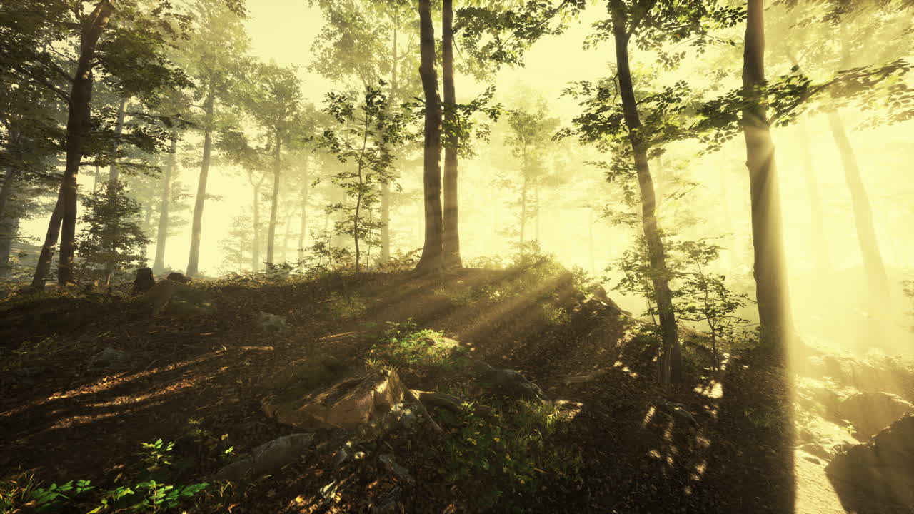 el sol naciente cae en el bosque caducifolios en una mañana de verano brumosa