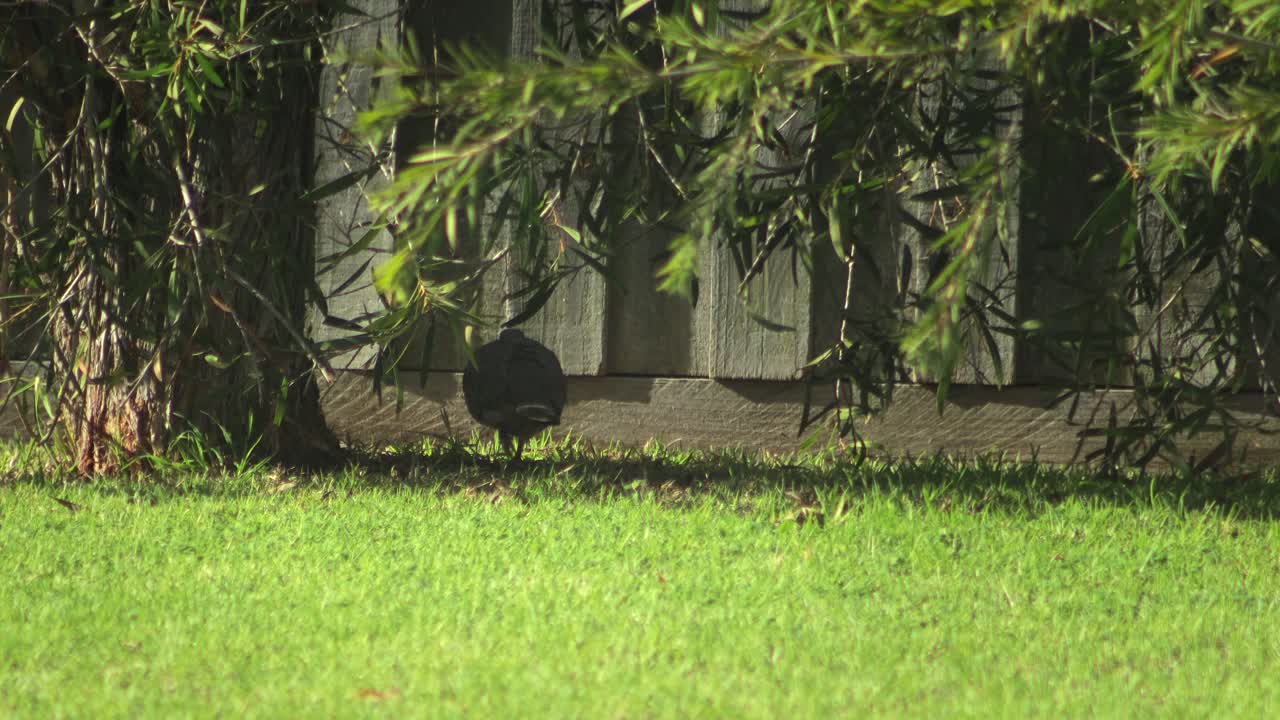 Mourning dove in a grassy yard