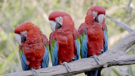 three red-and-green macaws sitting together peacefully on branch