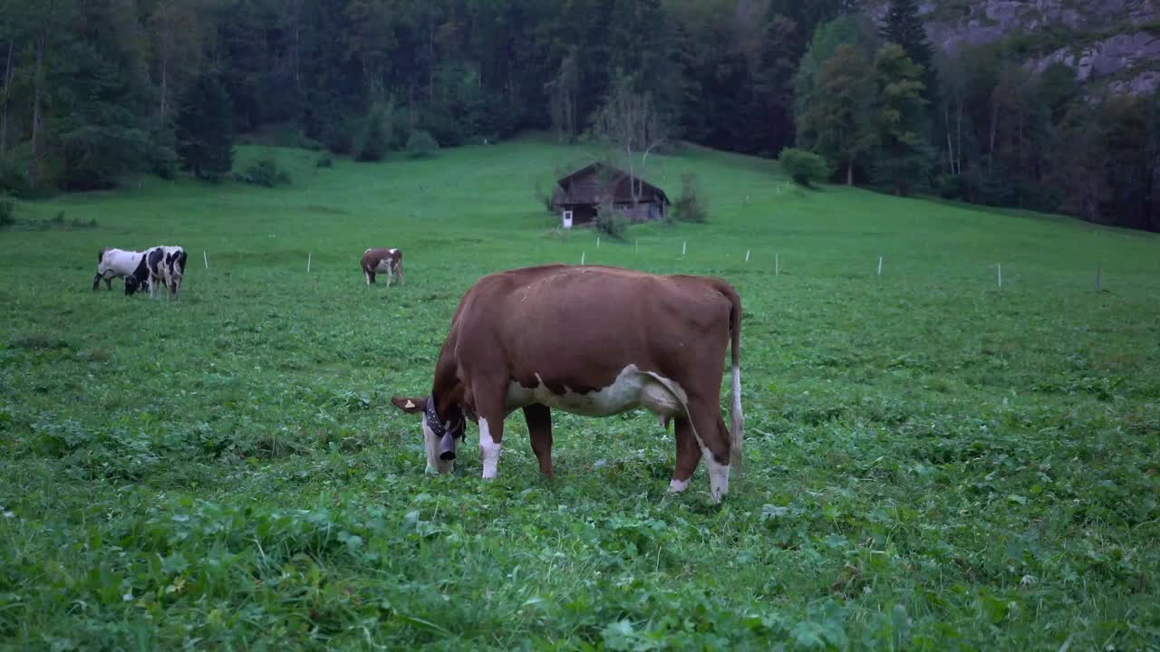 Mucche al pascolo in un pittoresco pascolo alpino