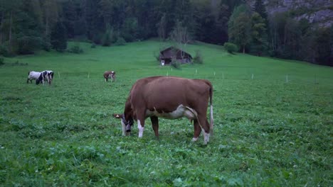 cows grazing in a picturesque alpine pasture