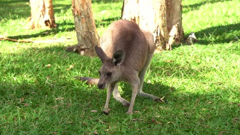 chill eastern grey kangaroo, macropus giganteus slowly lying down and lounging on the grassy open plain, relaxing and enjoying the beautiful sunlight, close up shot