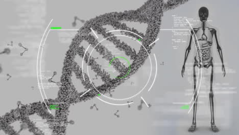 Animación-De-La-Cadena-De-ADN,-El-Esqueleto-Y-El-Procesamiento-De-Datos-Científicos.