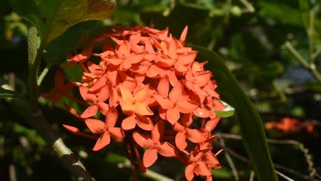 flor de naranja roja llamada ixora coccinea usada para medicina en el sur de asia