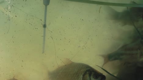 el bobber flotante entra en el lago junto al grupo de peces 2