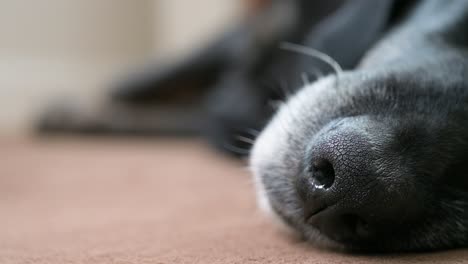 narrow focus of a senior black dog´s nose while sleeping on the floor