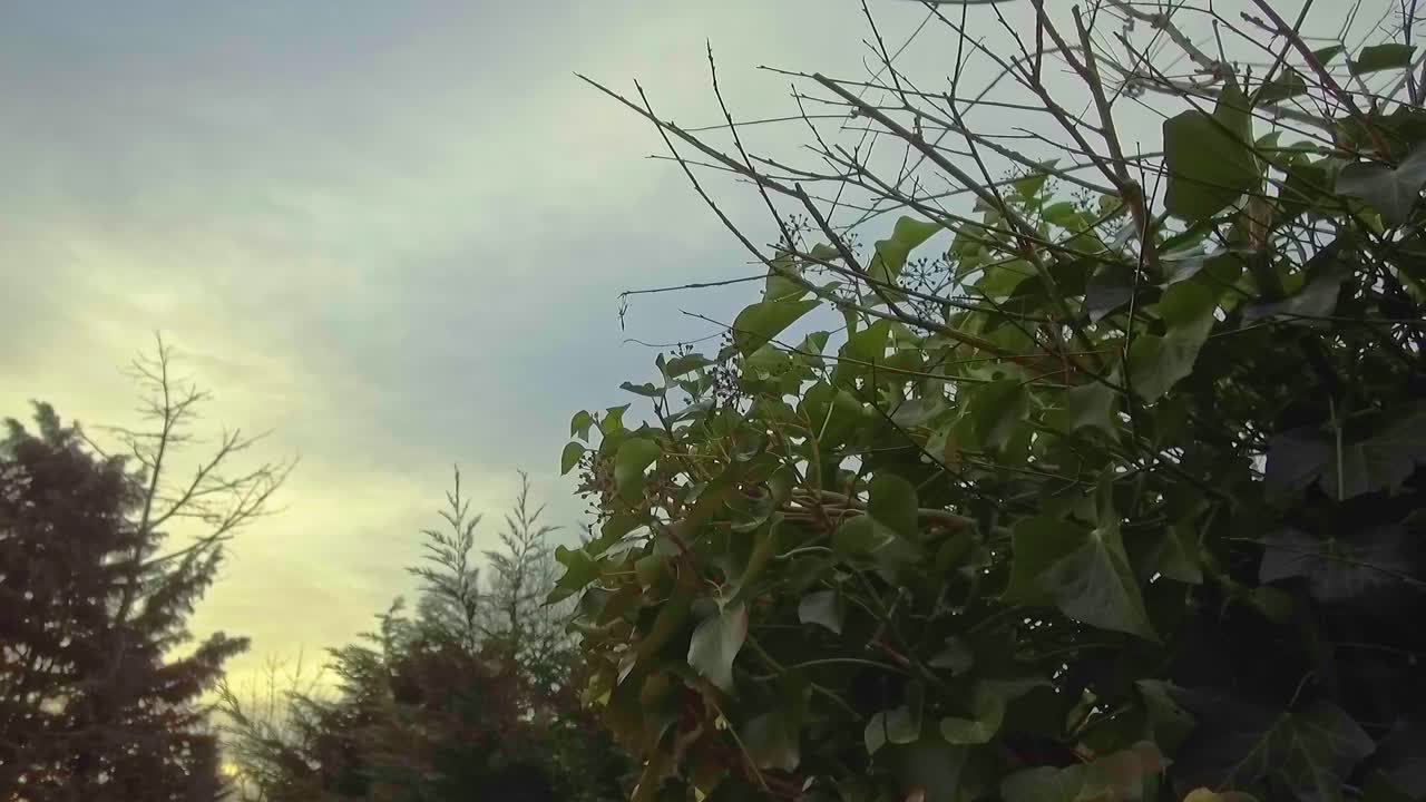 나뭇가지와 나무를 통한 황금 시간