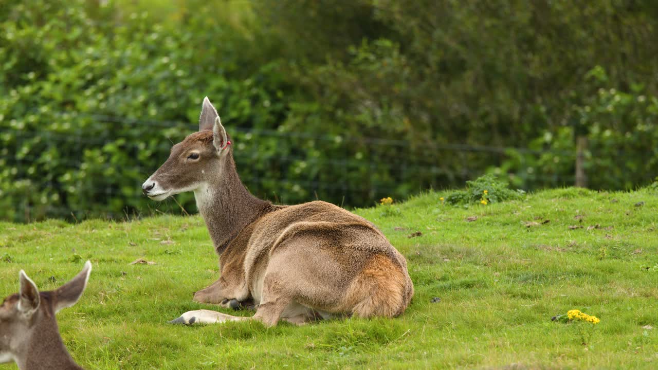 Two red deer rest on lush grass under daylight, surrounded by green foliage, static camera