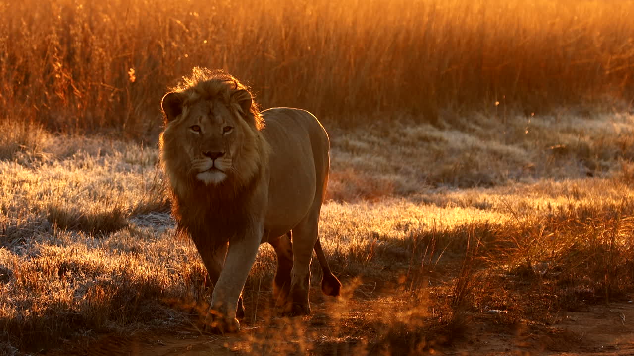 Condensation from walking male lion's breath in cold safari morning sunrise